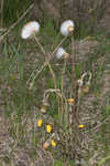 Coltsfoot